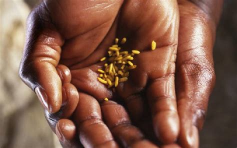 Un Food Agencies Warn Of Rising Levels Of Acute Hunger Farmkenya Initiative