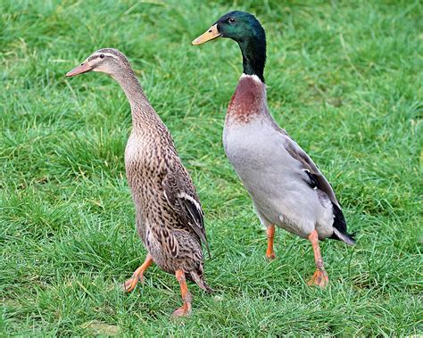 Coureur Indien Colvert Élevage Et Vente De Canards De Surface