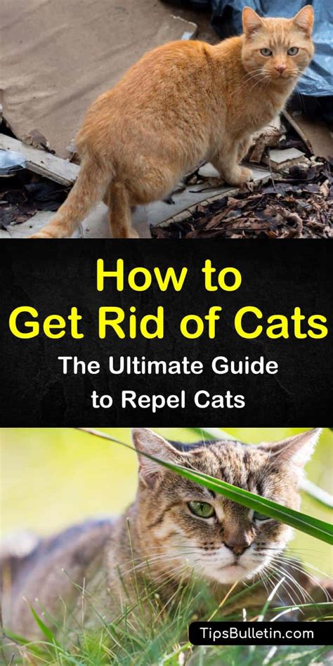 Humans aren't the only ones who can become depressed. How to Get Rid of Cats - The Ultimate Guide to Repel Cats