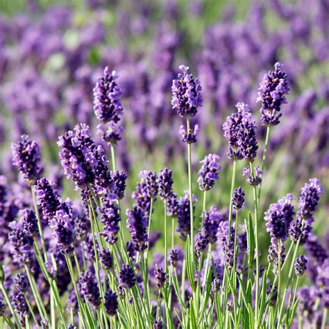 Lavender Munstead Plants For Sale Online Fragrant