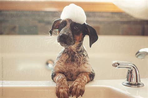 Self wash is always walk in. Top 12 Dog Bathing Tips for a Stress-Free Bath - Ollie Blog