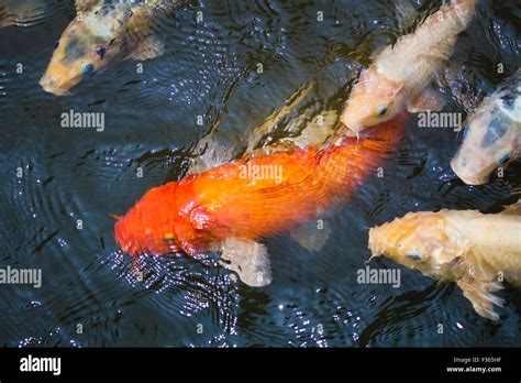 Multi Colored Koi Fish Swim On The Surface Of A Green Koi Pond Stock