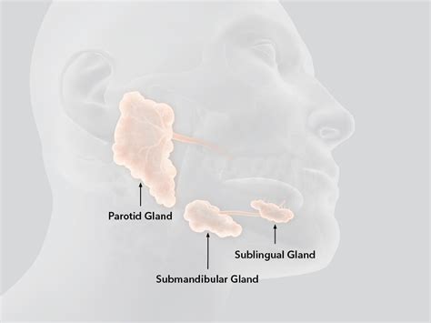 Salivary Glands