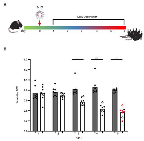 Sex Biased Response To And Brain Cell Infection By Sars Cov 2 In A
