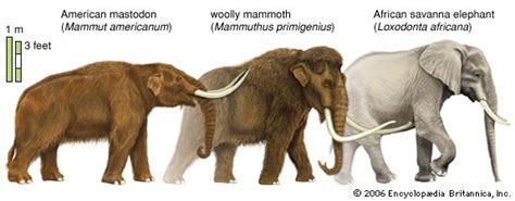 New Theory On Woolly Mammoths Extinction Offers Basic Science Lesson