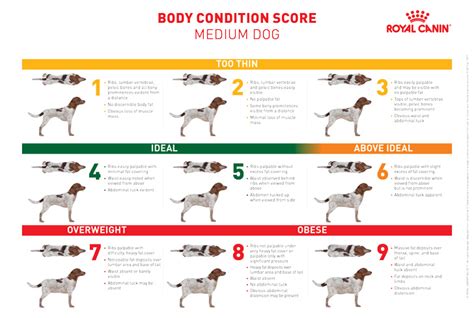 Body Condition Score Dog Healthuk