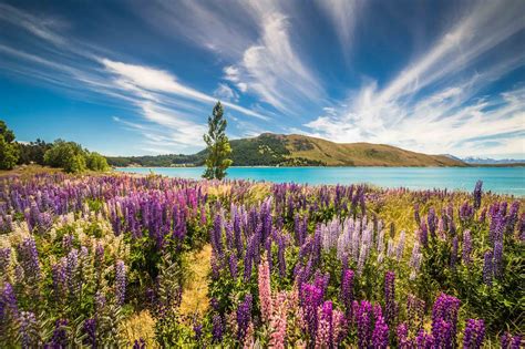 Lupin Flower Field Near Tekapo New Zealand 2738×1825