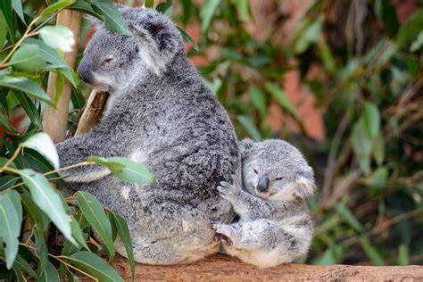 Cutest Baby Animals In The World