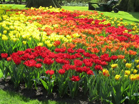 Inspiring Images | Kuekenhof Gardens (Tulips!)