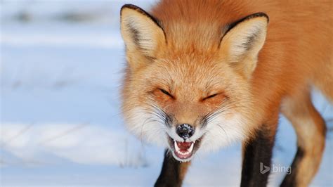 Snow Red Fox Bing Theme Wallpaper Preview