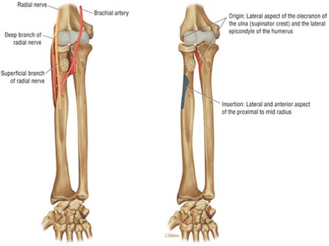 The Elbow Musculoskeletal Key