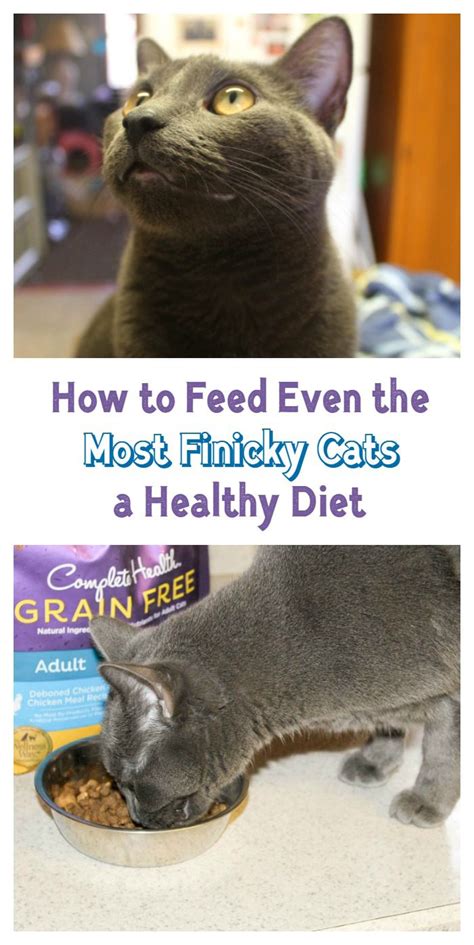 Commercial cat food companies make food especially for these life stages. How To Feed Even The Most Finicky Cats A Healthy Diet # ...