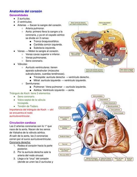 Anatomía Del Corazón Doctora Any Udocz