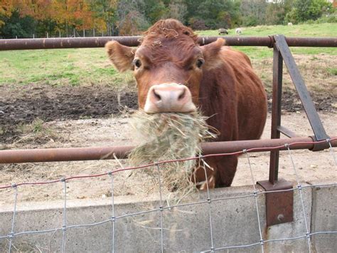 Chewing The Cud Cow Cow Calf Farm Yard