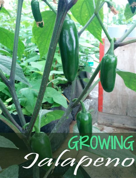 Growing Jalapeno Peppers Tips On Jalapeno Plant Care Geekgardener