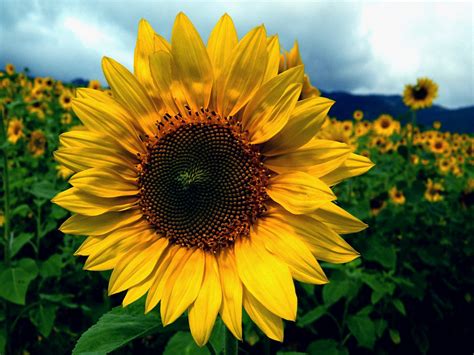 Los hermosos girasoles | Plantas