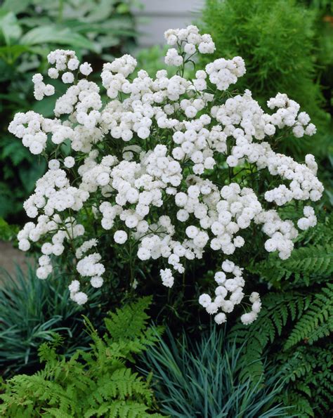 Identification What Are These Trailing Plants With White Flowers