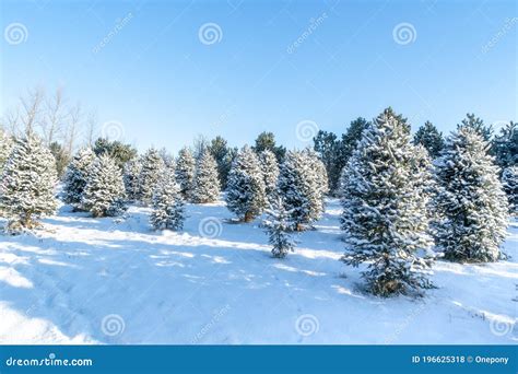 Snow Covered Christmas Tree Farm Stock Photo Image Of Pine Rural