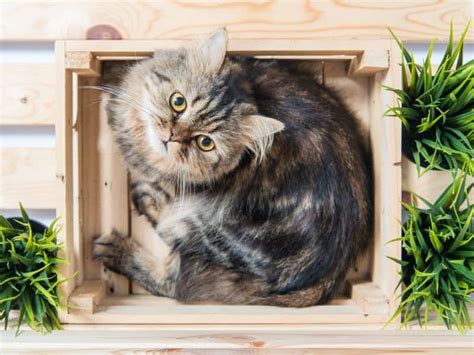 Diese übersicht wird regelmäßig aktualisiert und gepflegt. Giftige Pflanzen für Katzen & Hunde, die du als ...