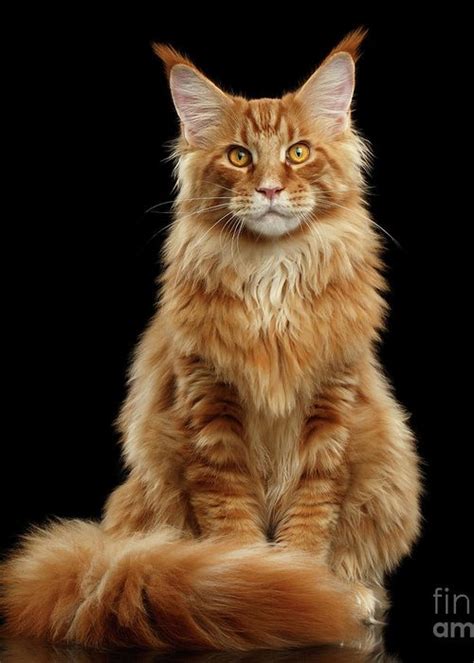 The maine coon breed is one of the largest domestic cats, and they can grow fairly large! Portrait Of Ginger Maine Coon Cat Isolated On Black ...