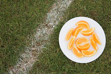 The Nfls Sticky Sweet Halftime Snack Orange Slices The Athletic