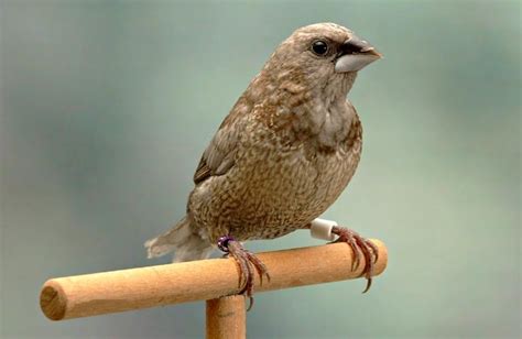 Society Finch Facts Care As Pets Mutations Pictures Singing Wings