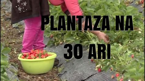 Plantaza Jagoda Bijelo Polje Youtube