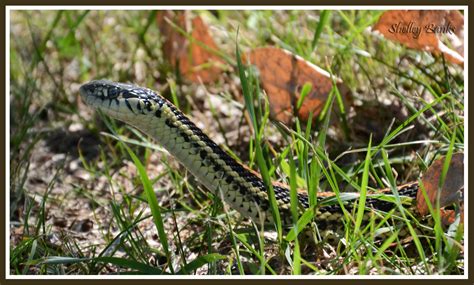 Garter snakes often snack on small mammals, too, such as mice, and small amphibians, such as toads and frogs. Prairie Nature: Western Plains Garter Snake