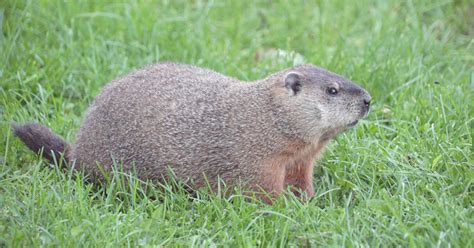 Groundhog Removal & Control | Wildthings Wildlife