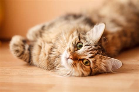 Top 10 Cat Songs For Cat Sitting Happy Paws