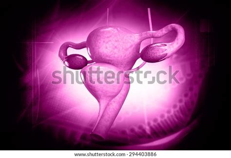 Female Reproductive System Stock Illustration 294403886