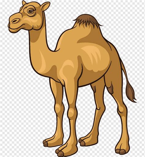 Camello Marrón Dibujos Animados De Camellos Material De Camellos De