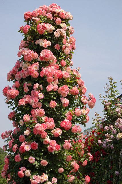 Rose Like Flowers On Tree Creativepersonsprint