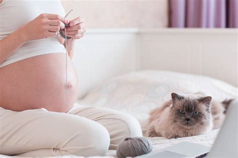 How Can Cats And Dogs Smell Pregnancy Exploring The Wonders Of Animal