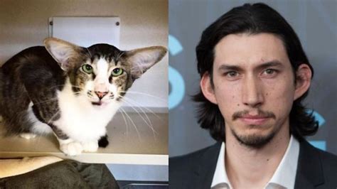 10 Cats With Their Celebrity Doppelgangers Will Crack You Up