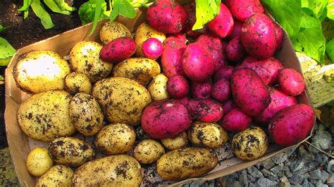 New Potato Variety - Potatoes News