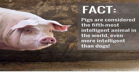 Pigs Are Actually Super Smart Vegan