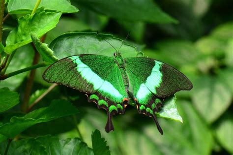 Green Butterfly Meaning What Do Green Butterflies Symbolize Color