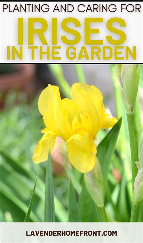 Growing Guide To Irises In 2021 Growing Irises Plants Pollinator Garden