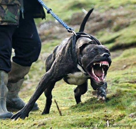 Aggressive Dog Pitbulls Dangerous Dogs