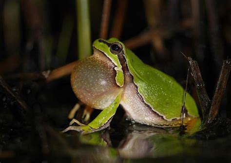 European Tree Frog The Animal Facts Appearance Diet Habitat
