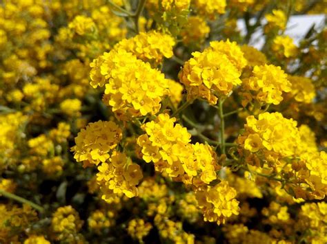 Winter jasmine can grow hellebore, also known as lenten rose, start blooming sometime in february and last through until there's nothing better than seeing these flowers that bloom in winter popping up from the cold. 15 Beautiful Yellow Perennials for Your Garden - Garden ...