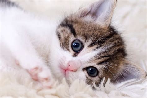 Why Are Cats So Cute 10 Adorable Reasons Great Pet Living