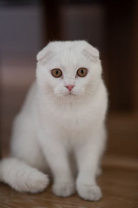 White Scottish Fold Kitten Fluffy Pet Stock Image Image Of Cute