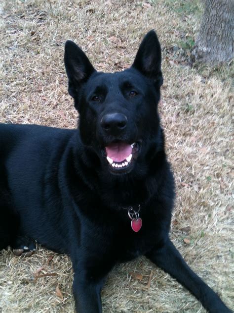 Leif 2 Year Old Akc Black German Shepherd Smart Protectiveloyal And
