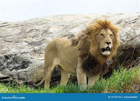 León Africano Panthera Leo Foto De Archivo Imagen De Especie