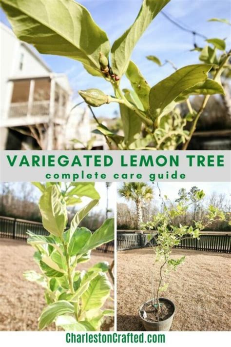 The Complete Variegated Lemon Tree Care Guide Keep Your Plants Alive