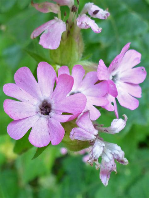 Photographs Of Silene Dioica Uk Wildflowers Pale Pink Flowers