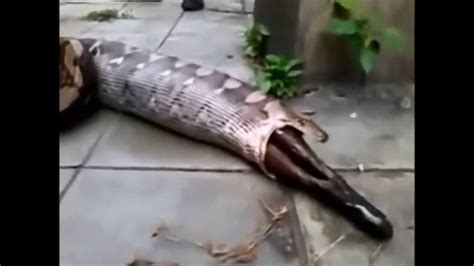Giant Snake Eat Man Alive Real Phd Youtube