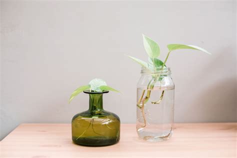 Houseplants You Can Grow In Water